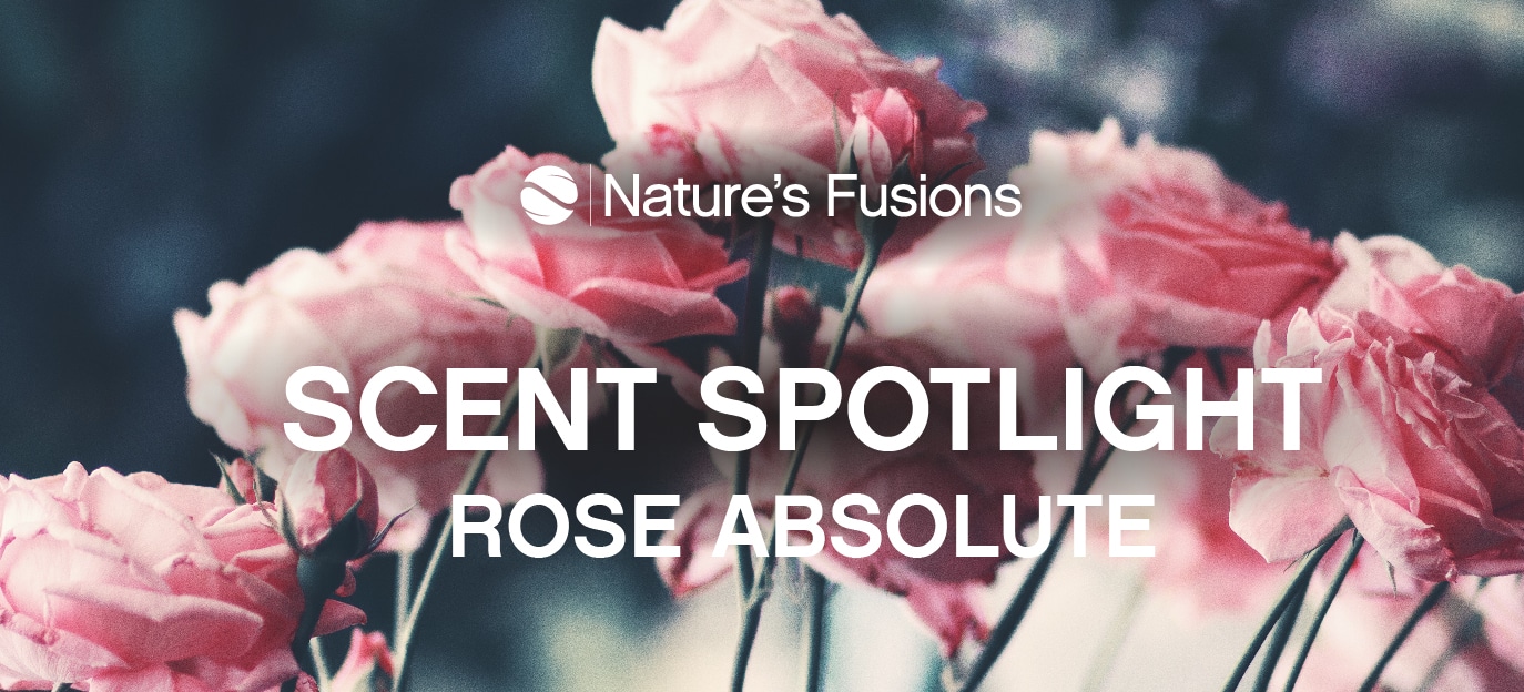 Scent Spotlight Rose Absolute