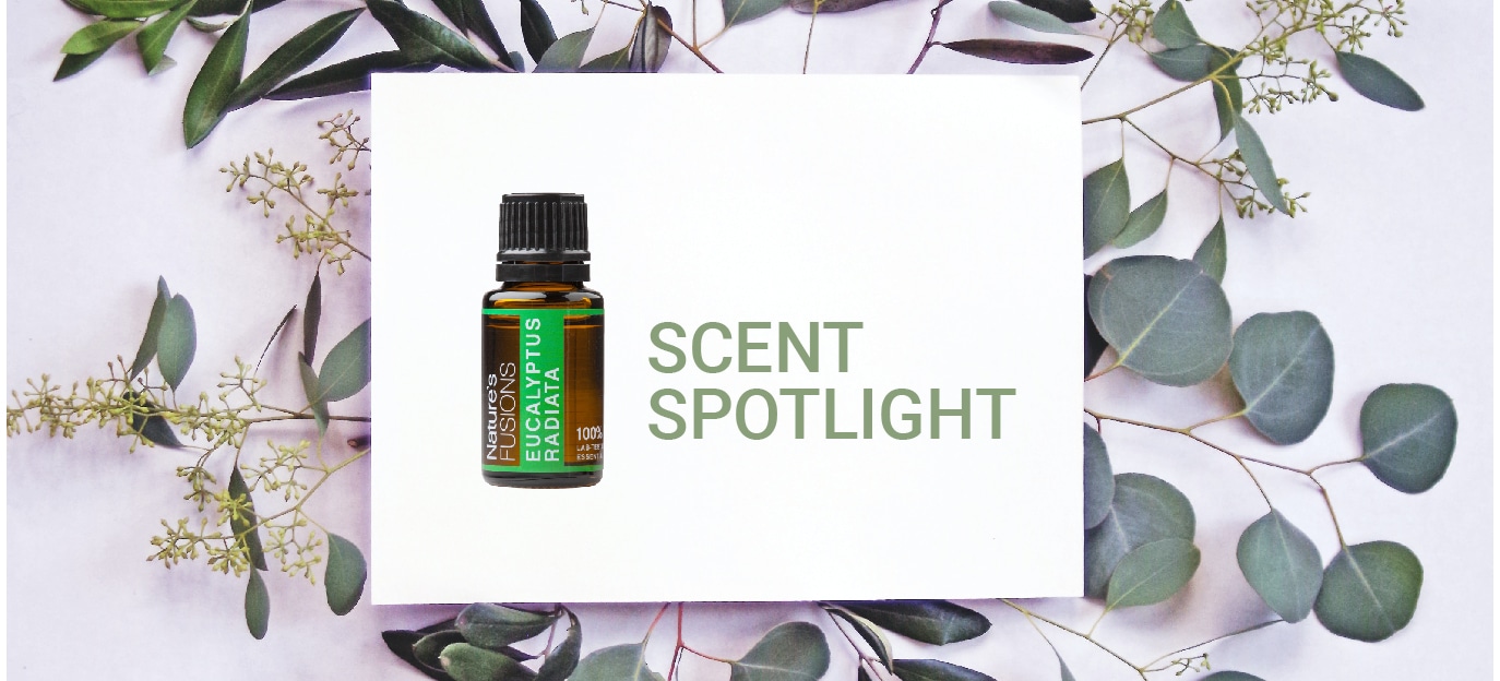 SCENT SPOTLIGHT: EUCALYPTUS