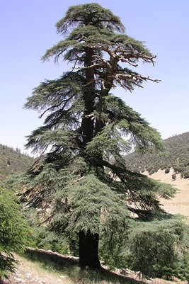 Atlas cedar tree