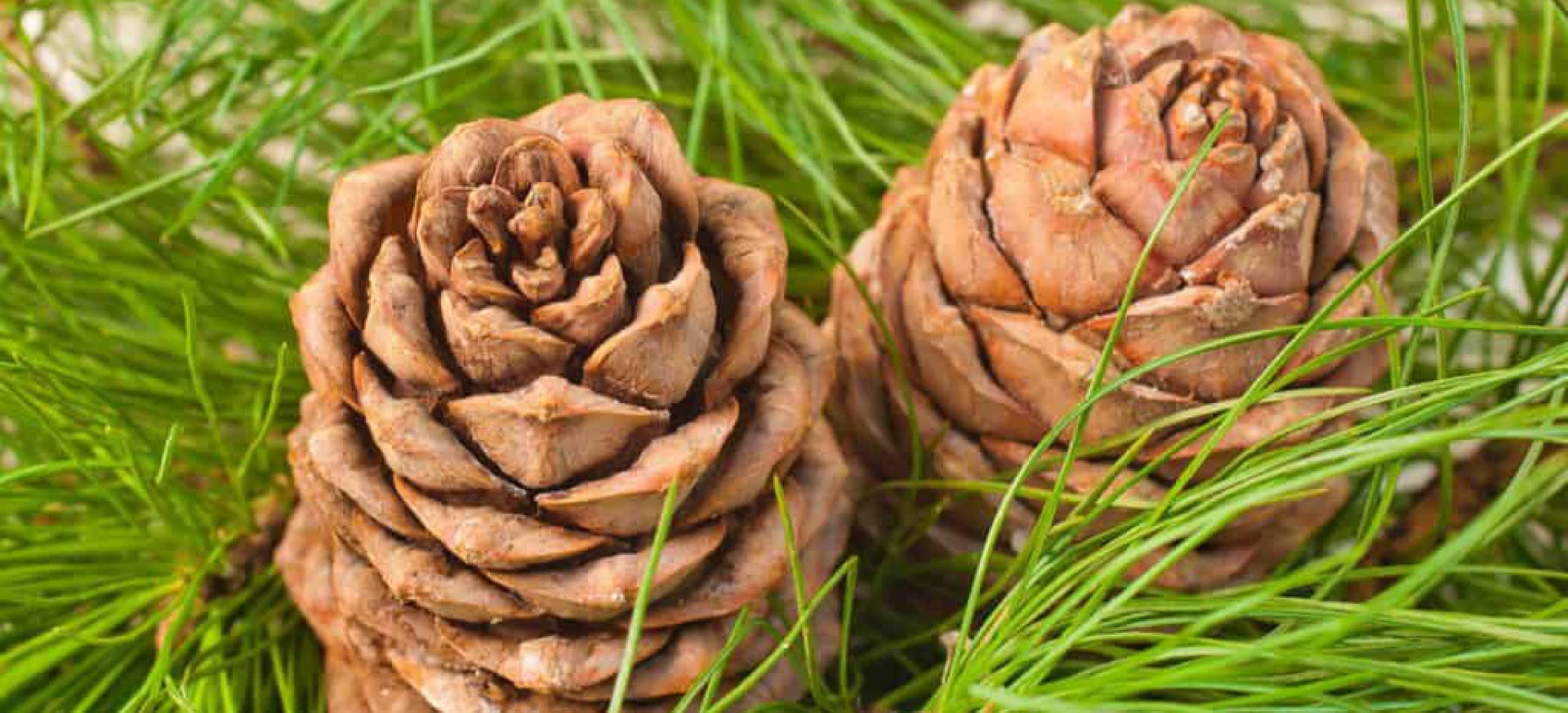 cedar pine cones