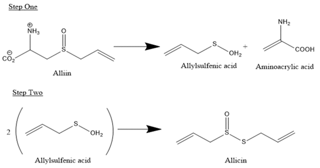 chemical conversion alliin to allicin