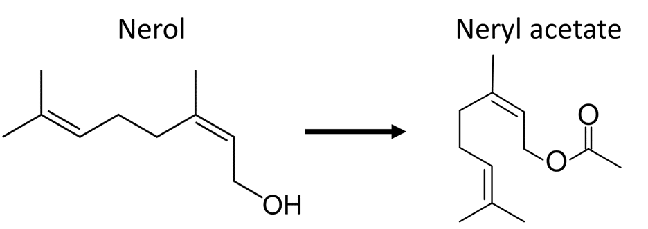 model: Nerol to Neryl acetate