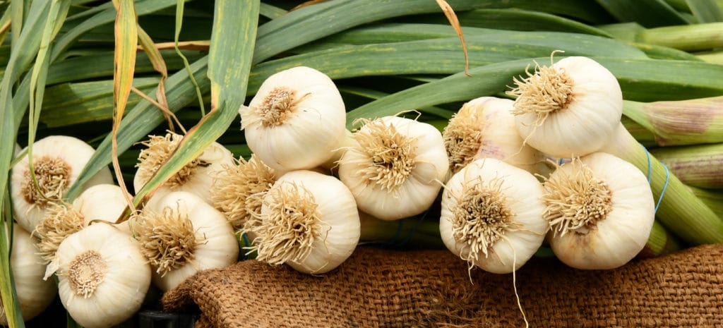 harvested garlic plants