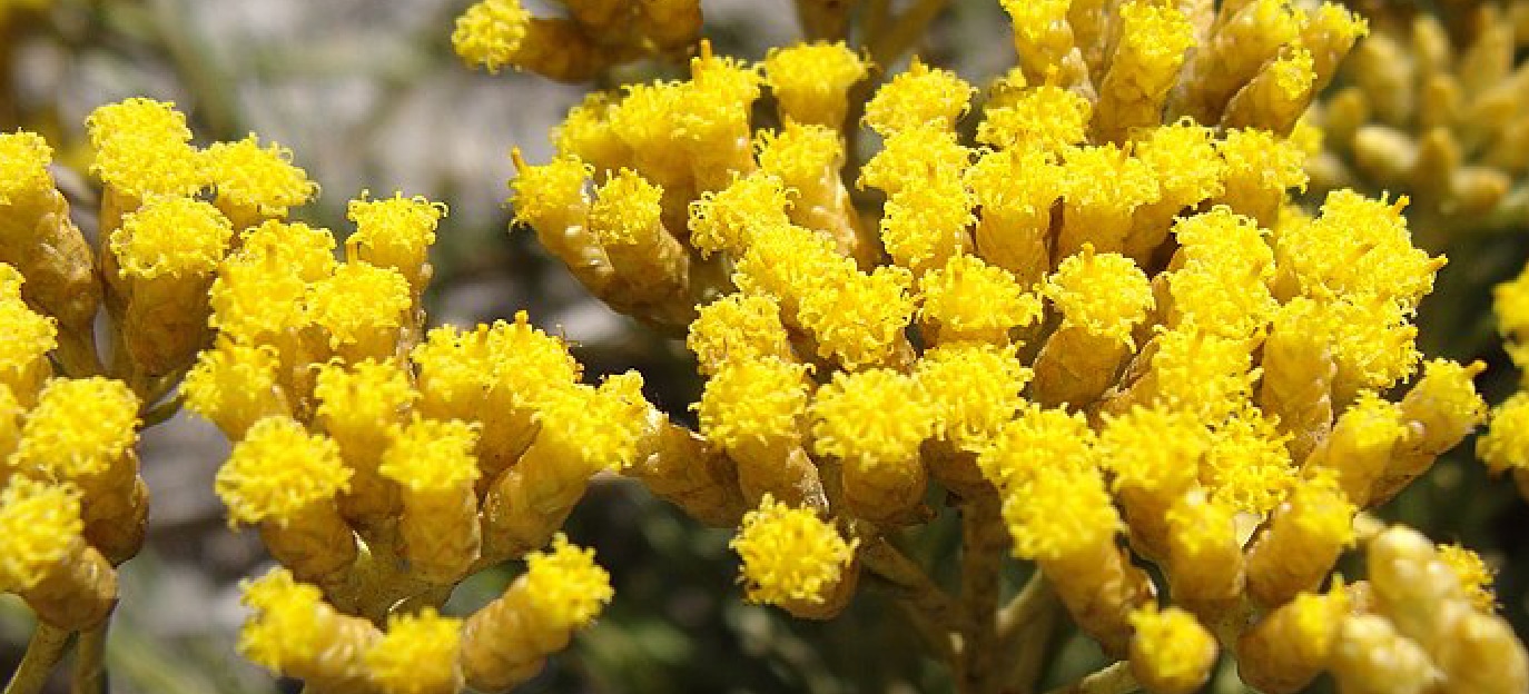 Helichrysum Flowers