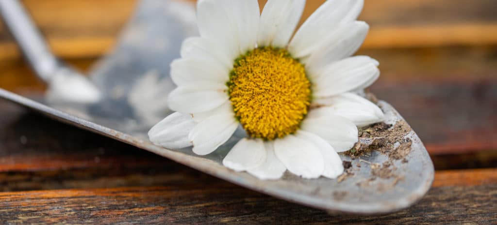 flower in trowel