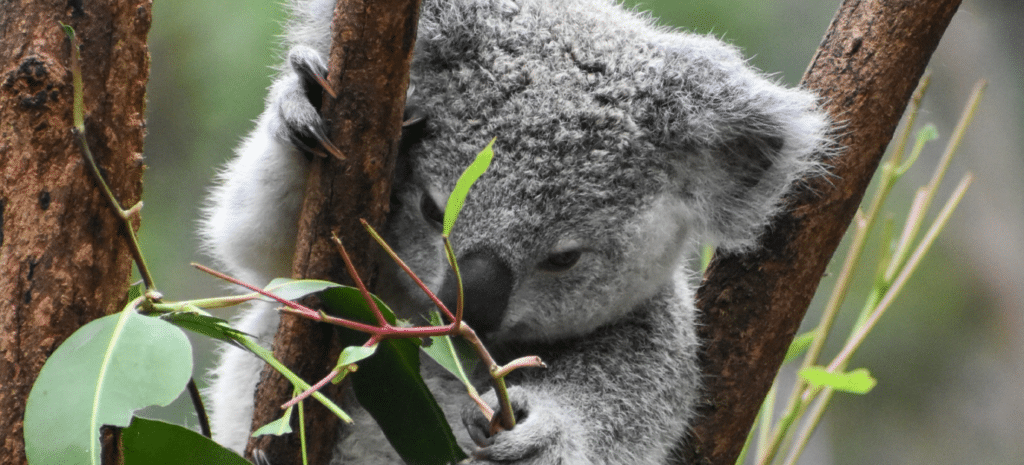 koala in tree