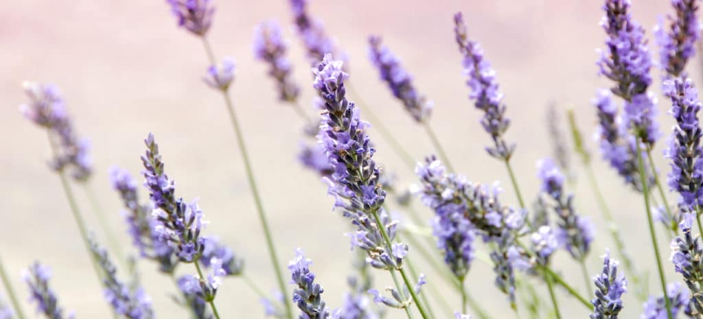 lavender flowers