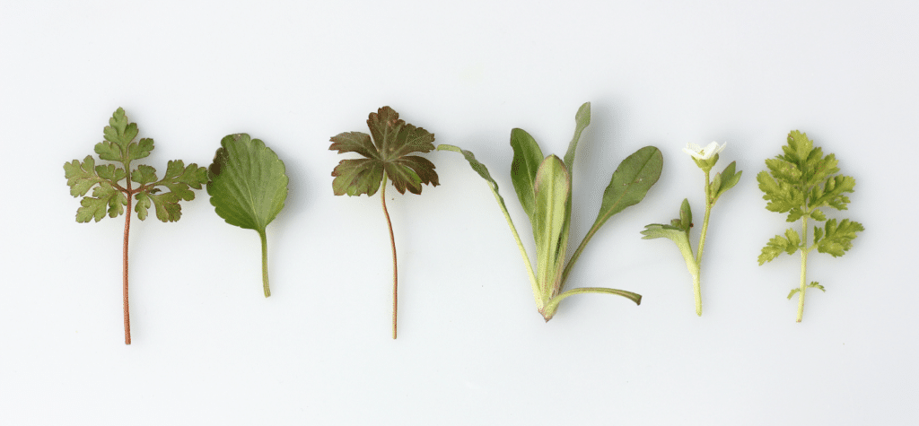 line of plant sprigs