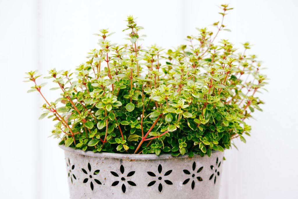 Thyme Plant