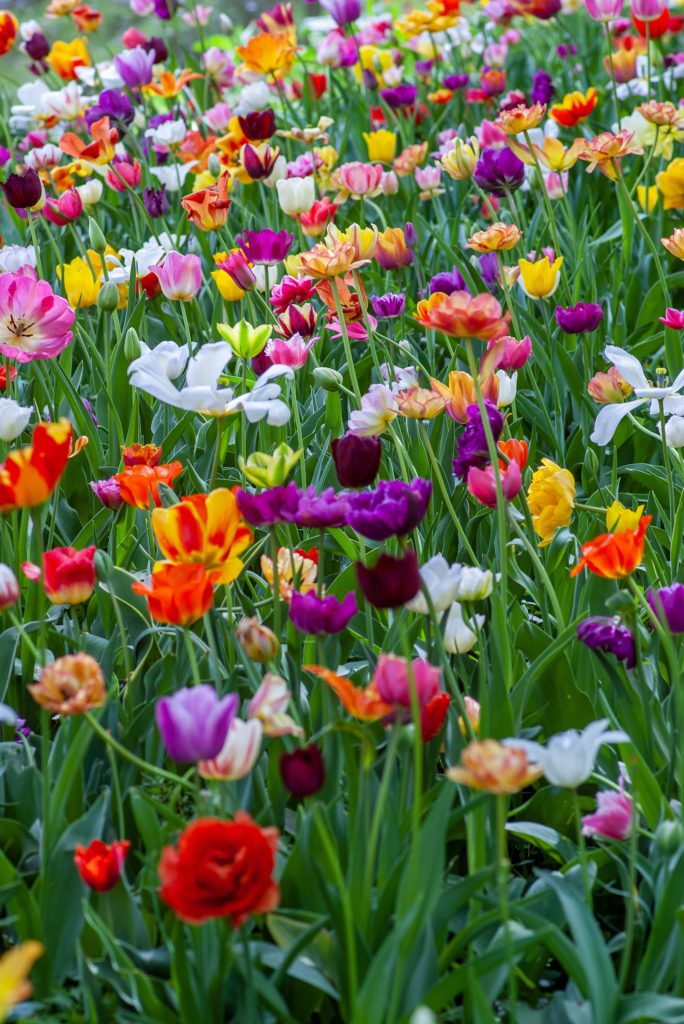 Easter Flowers