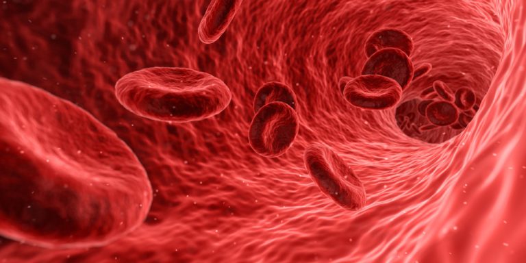 Blood Cells in Vein