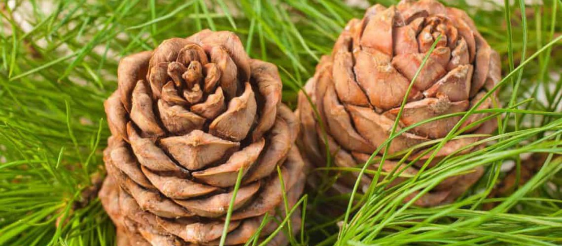 cedar pine cones