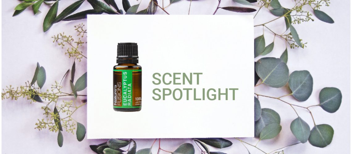 SCENT SPOTLIGHT: EUCALYPTUS