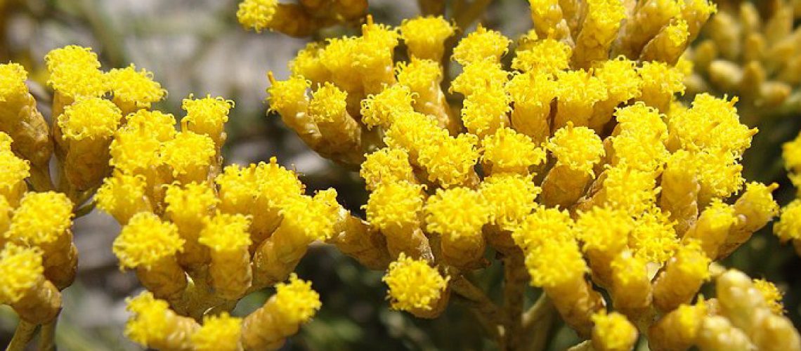 Helichrysum Flowers