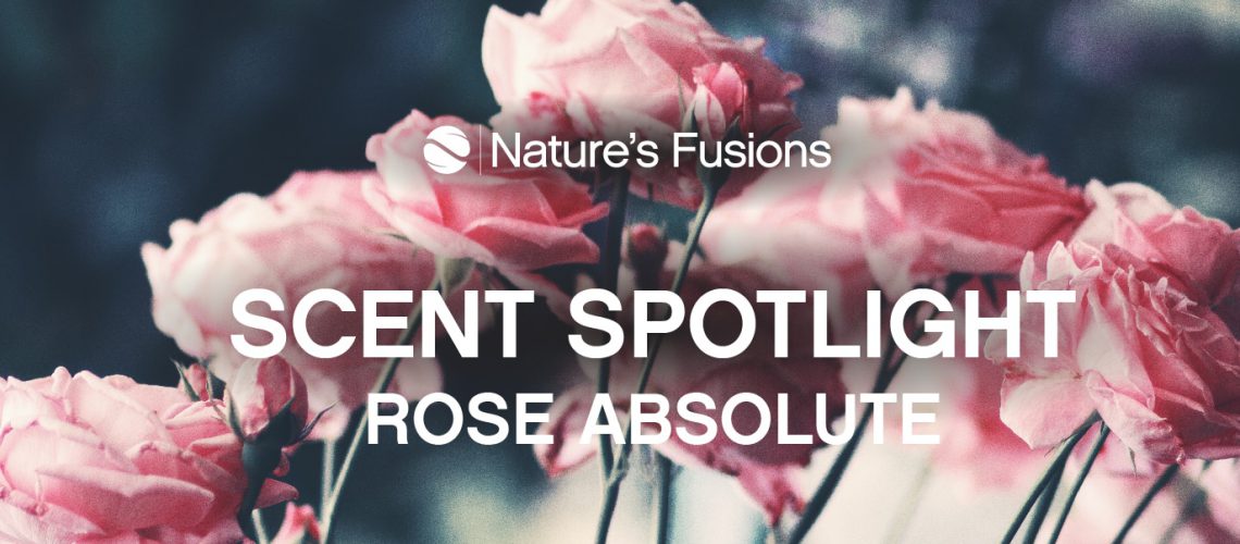 Scent Spotlight Rose Absolute